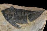Bargain, Zlichovaspis Trilobite - Atchana, Morocco #138063-1